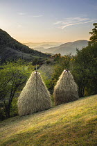 Traditional haystacks in field, Babintsi, Yeteven, Bulgaria, October 2019.