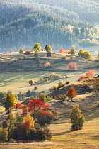 Trees undergoing senescence in fields, Rhodope Mountains, Bulgaria, October 2019.