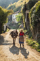 Elderly lady in traditional dress leading donkey carrying firewood through streets of Pirin, Pirin Mountains, Bulgaria, October 2019.