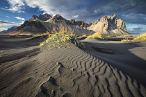 Sand dunes on volcanic black sand beach, Vestrahorn, Hofn, Iceland, September 2018.