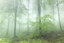 Fresh spring foliage growing in mist shrouded Beech (Fagus sp.) forest, Eastern Rhodope Mountains, Bulgaria, May 2023.