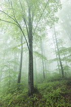 Fresh spring foliage growing in mist shrouded Beech (Fagus sp.) forest, Eastern Rhodope Mountains, Bulgaria, May 2023.