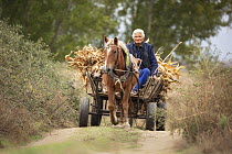 Elderly farmer harvesting corn with horse and cart, Rhodope Mountains, Bulgaria, October 2017.