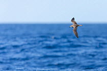 Desertas petrel (Pterodroma deserta) in flight over the sea, Madeira, Atlantic Ocean. September.