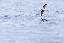 Desertas petrel (Pterodroma deserta) flying close over water's surface, Madeira, Atlantic Ocean. September.