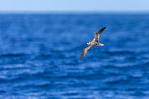 Desertas petrel (Pterodroma deserta) in flight over the sea, Madeira, Atlantic Ocean. September.