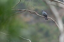 Trocaz pigeon (Columba trocaz) perched on an overhanging branch, Laurissilva forest, Madeira. September.