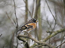 RF - Brambling (Fringilla montifringilla) male perched on branch, Norfolk, England, UK. March. (This image may be licensed either as rights managed or royalty free.)
