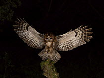 RF - Tawny owl (Strix aluco) landing on perch at night, north Norfolk, England, UK. April. (This image may be licensed either as rights managed or royalty free.)