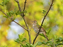 RF - Common nightingale (Luscinia megarhynchos) perched on branch singing, Kent, England, UK. April. (This image may be licensed either as rights managed or royalty free.)