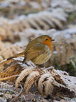 Robin (Erithacus rubecula) perched on frost-covered leaves, Norfolk, England, UK. January.