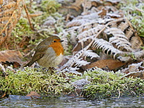 Robin (Erithacus rubecula) perched on frost-covered moss, Norfolk, England, UK. January.
