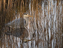 Grey heron (Ardea cinerea) standing in water among reeds, Cley, Norfolk, England, UK. January.