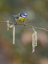 Blue tit (Cyanistes caeruleus) perched on branch with catkins, Norfolk, England, UK. January.