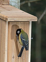 Great tit (Parus major) perched on nest box in garden, Norfolk, England, UK. January.