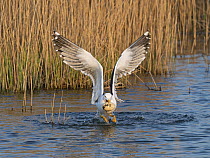 Lesser black-backed gull (Larus fuscus) landing on water carrying stolen egg in beak, Cley Marshes, Norfolk, England, UK. April.