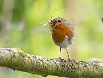 Robin (Erithacus rubecula) perched on branch with nest material, spring, Norfolk, England, UK. April.