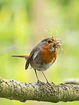 Robin (Erithacus rubecula) perched on branch with nesting material in beak, Norfolk, England, UK. April.
