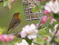 Robin (Erithacus rubecula) perched on branch feeding from bird feeder in spring, Norfolk, England, UK. April.