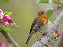 Robin (Erithacus rubecula) perched on branch with pink blossom in spring, Norfolk, England, UK. April.