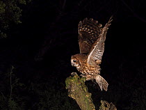 Tawny owl (Strix aluco) landing on perch at night, north Norfolk, England, UK. April.