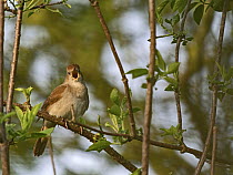 Common nightingale (Luscinia megarhynchos) perched in tree singing, north Kent, England, UK. April.