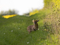 Muntjac deer (Muntiacus reevesi) young buck in grassland, North Norfolk, England, UK. May.