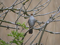 Cetti's warbler (Cettia cetti) perched on branch singing, Norfolk, England, UK. May.