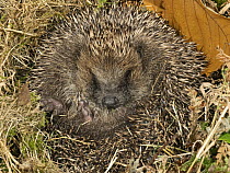 Hedgehog (Erinaceus europaeus) curled up in nest in garden, Norfolk, England, UK. September.
