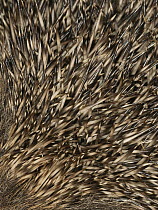 Hedgehog (Erinaceus europaeus) close up of spines, Norfolk, England, UK. September.
