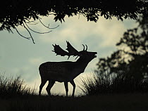 Fallow deer (Dama dama) buck calling at rut, silhouetted in afternoon light, Norfolk, England, UK. September.