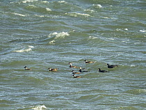 Group of Common scoters (Melanitta nigra) on water off Cley, North Norfolk, England, UK, North Sea. October.