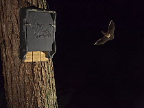 Long-eared bat (Plecotus auritus) in flight approaching a bat box at night, North Norfolk, England, UK. October.