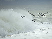 Turnstone (Arenaria interpres) flock flying along edge of surf, Blakeney Point, Norfolk, England, UK, North Sea. October.
