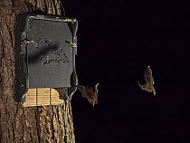 Two Long-eared bats (Plecotus auritus) in flight approaching a bat box at night, North Norfolk, England, UK. October.