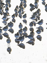Golden plover (Pluvialis apricaria) flock standing in shallow water, Titchwell RSPB Reserve, Norfolk, England, UK. December.