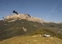 Griffon vultures (Gyps fulvus) flock gathering at feeding site. Food being put out for them by the patron of the site, Lamiana, Aragon, Pyrenees, Spain. April.