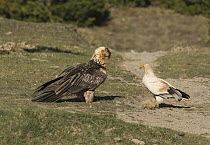 Egyptian vulture (Neophron percnopterus) and Bearded vulture (Gypaetus barbatus) standing face to face, competing for tuft of  sheep wool to be used as a nest lining, Lamiana, Aragon, Pyrenees, Spain....