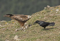 Carrion crow (Corvus corone) attempting to steal food from Red kite (Milvus milvus), Lamiana, Pyrenees, Aragon, Spain. April.