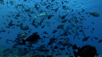 Yellowfin surgeonfish (Acanthurus xanthopterus) aggregation above coral reef. Grey reef shark (Carcharhinus amblyrhynchos) juveniles are patrolling the school. Ohotu reef, North Fakarava, French polyn...