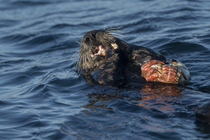 Sea otter (Enhydra lutris) feeding on crab prey, Monterey Bay, California, USA, Pacific Ocean. Endangered.