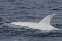 Risso's dolphin (Grampus griseus) albino, swimming at ocean surface, Monterey region, California, USA, Pacific Ocean.