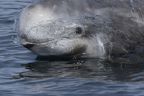 Risso's dolphin (Grampus griseus) head portrait, Monterey region, California, USA, Pacific Ocean.