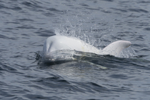Risso's dolphin (Grampus griseus) albino, swimming at ocean surface, Monterey region, California, USA, Pacific Ocean.