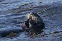 Sea otter (Enhydra lutris) feeding on Sea urchin prey, Monterey Bay, California, USA, Pacific Ocean. Endangered.