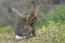 Desert cottontail (Sylvilagus audubonii) grooming, Los Banos Waterfowl Management Area, California, USA. March.