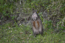 Common long-nosed armadillo (Dasypus novemcinctus) standing upright on hind legs, Circle B Bar, Lakeland, Florida, USA. February.
