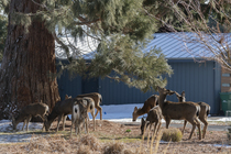 Mule deer (Odocoileus hemionus) female herd grazing close to buildings, Klamath Falls, Oregon, USA. February.