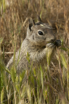 California ground squirrel (Spermophilus beecheyi) feeding on grass, Los Banos Waterfowl Management Area, California, USA. March.