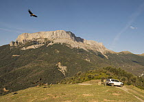 Griffon vultures (Gyps fulvus) flock gathering at feeding site. Food being put out for them by the patron of the site, Lamiana, Aragon, Pyrenees, Spain. April, 2023.